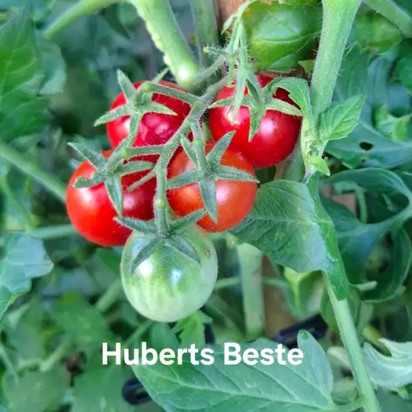 Tomaten: Huberts Beste