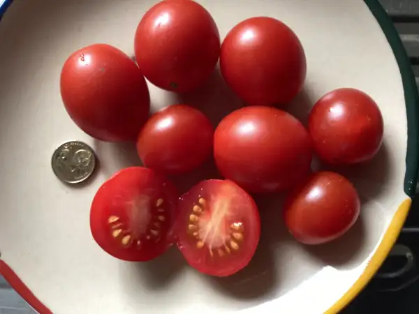 Tomaten: Huberts Beste