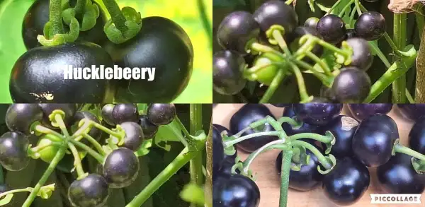 Beeren: Hucklebeery