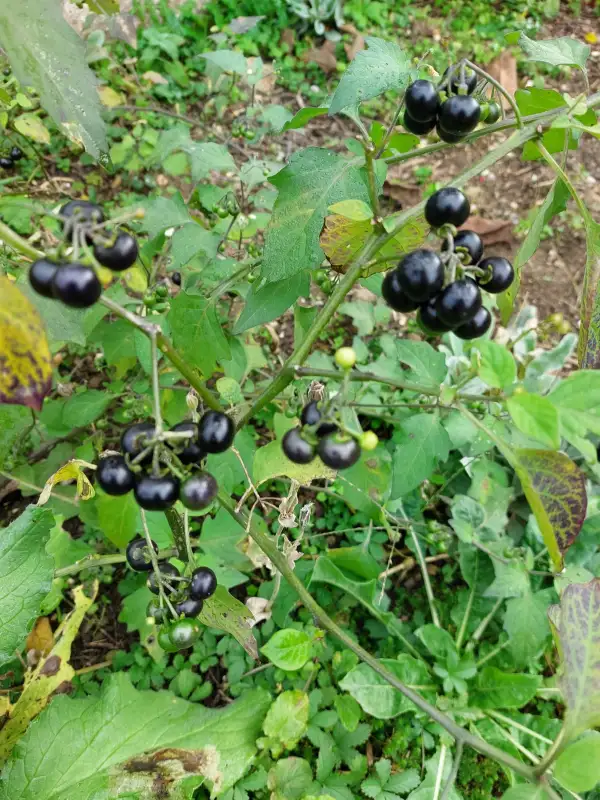 Beeren: Huckleberry (Solanum nigrum)