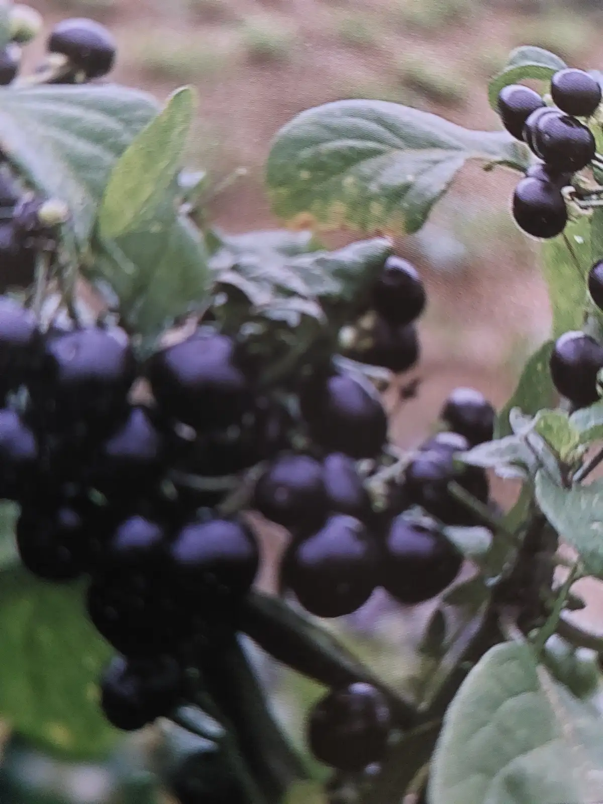 Beeren: Huckleberry (Solanum nigrum)