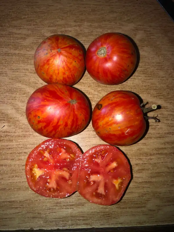 Tomaten: Hudozhnik