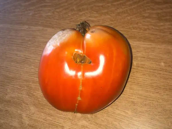 Tomaten: Huevos de Toro de Cuevas Bajas