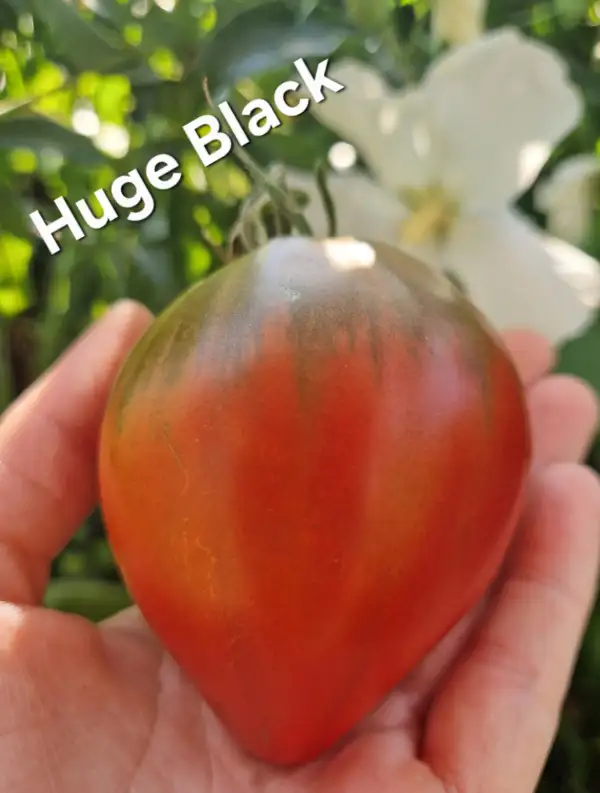 Tomaten: Huge black