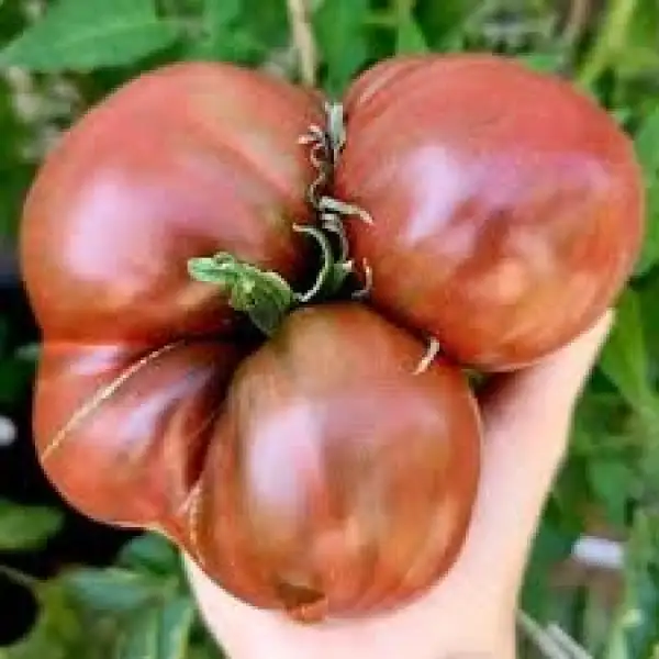 Tomaten: Huge black
