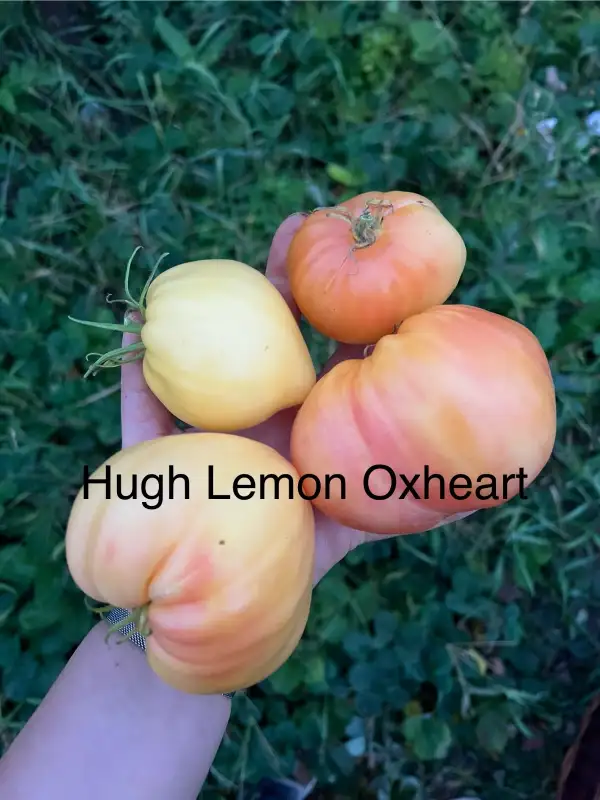 Tomaten: Hugh Lemon Oxheart