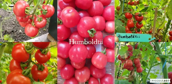 Tomaten: Humboldtii - Wildtomate/Massenträger