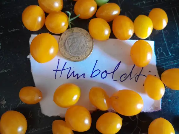 Tomaten: Humboldtii