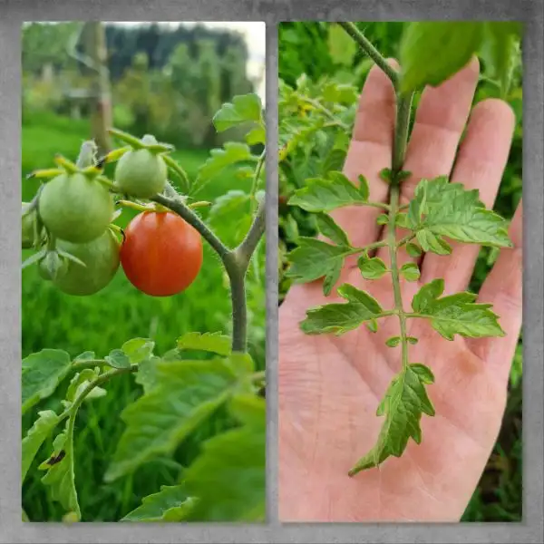 Tomaten: Humboldtii