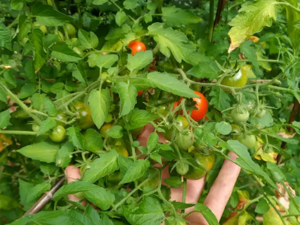 Tomaten: Humboldtii ( Kat# 2803 )
