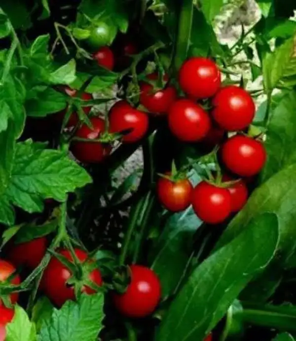 Tomaten: Humboldtii (Wildtomate)