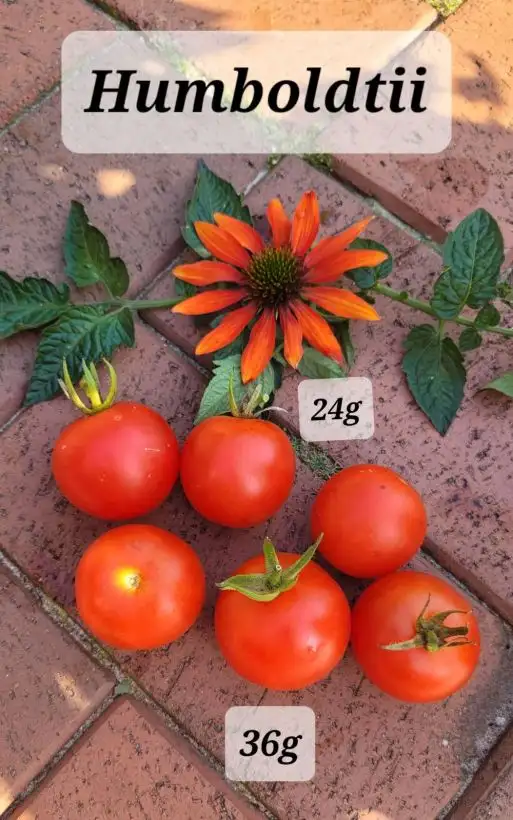 Tomaten: Humboldtii Wildtomate