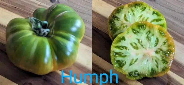 Tomaten: Humph