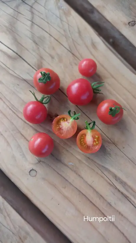 Tomaten: Humpoltii