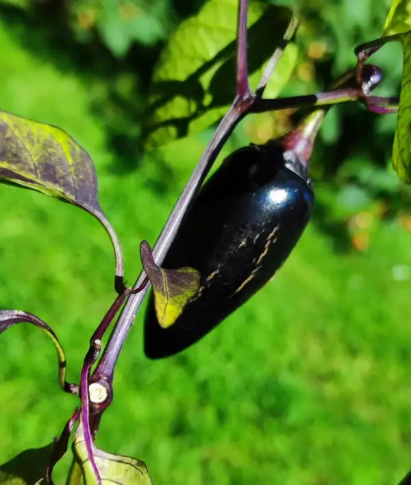 Chili / Paprika: Hungarian Black