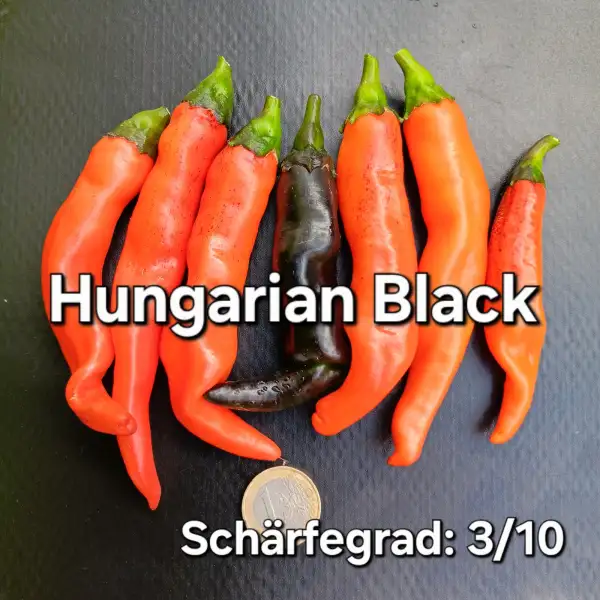 Chili: Hungarian Black