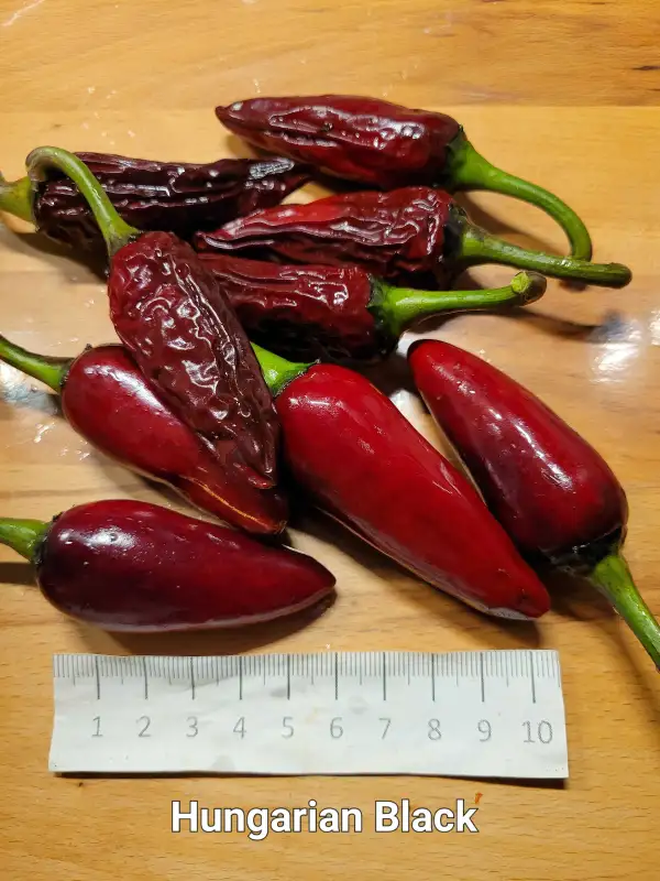 Chili / Paprika: Hungarian Black	Schärfe:	3	Höhe:	100cm