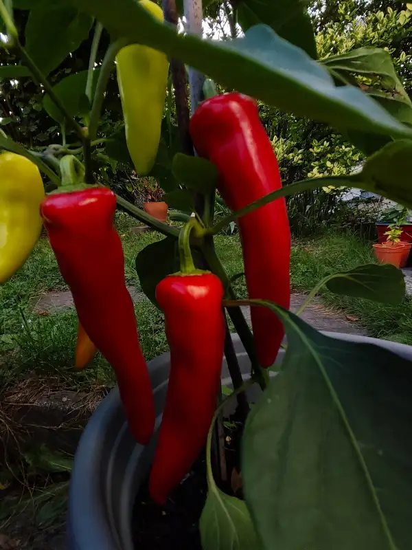 Chili / Paprika: Hungarian Hot Wax
