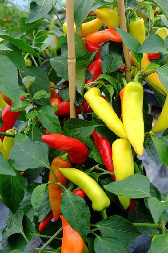 Chili / Paprika: Hungarian Hot Wax