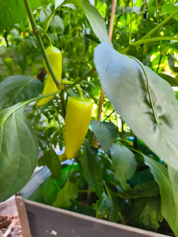 Chili: Hungarian Hot Wax