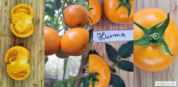 Tomaten: Hurma - Buschtomate/80cm