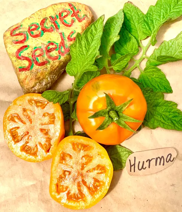 Tomaten: Hurma