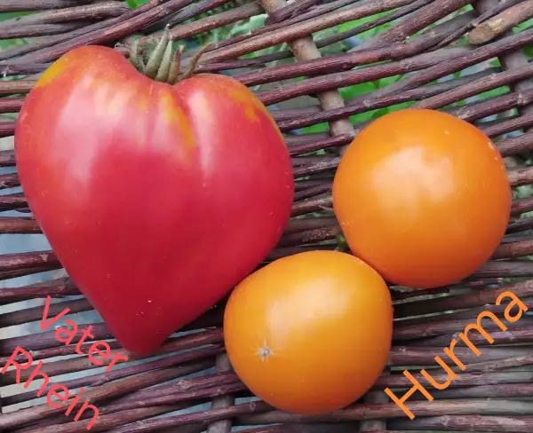 Tomaten: Hurma