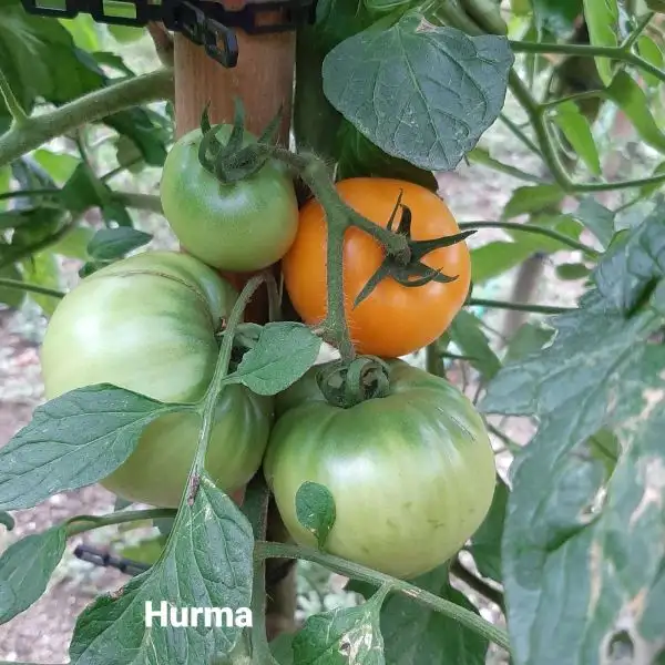 Tomaten: Hurma