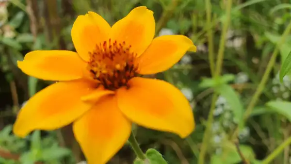 Blumen: Husarenknöpfchen Sorte: Mexican Creeping Zinnia