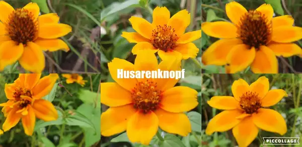 Blumen: Husarenknöpfchen Sorte: Mexican Creeping Zinnia