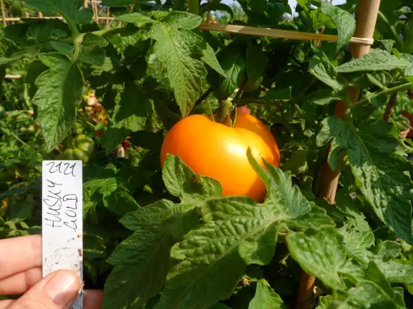 Tomaten: Husky Gold ( Kat# 2121 )