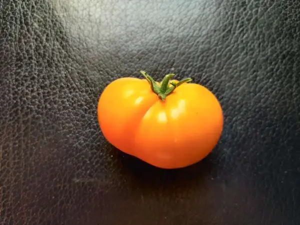 Tomaten: Husky Gold Select