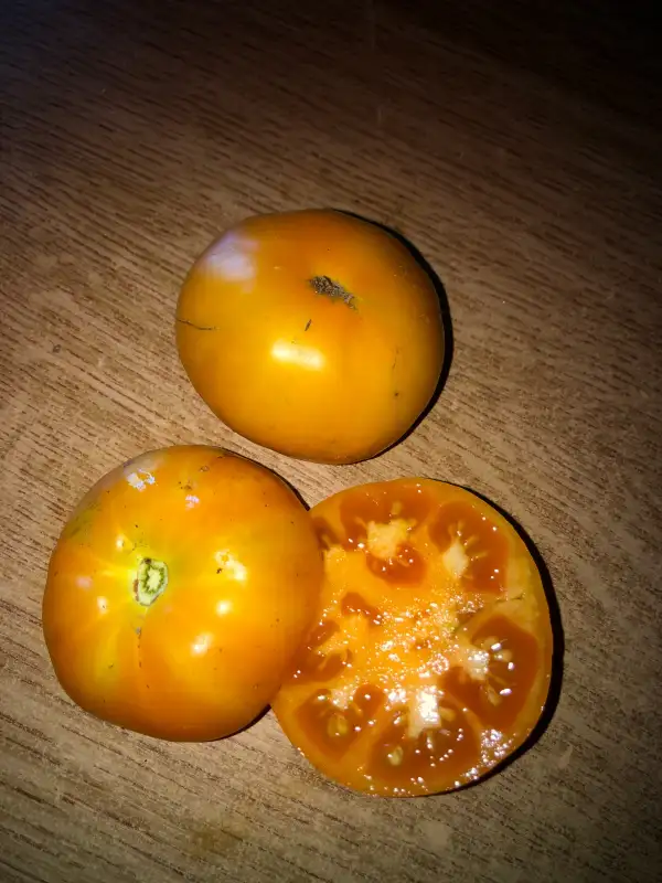 Tomaten: Husky Gold Select Dwarf