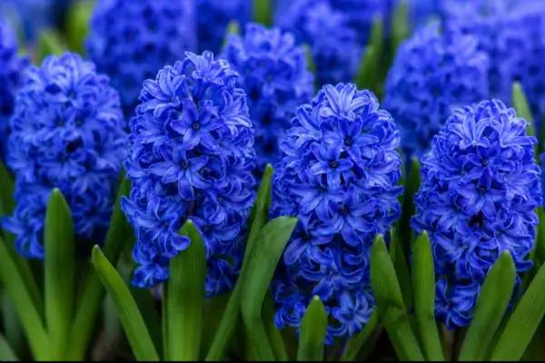 Blumen: Hyazinthen