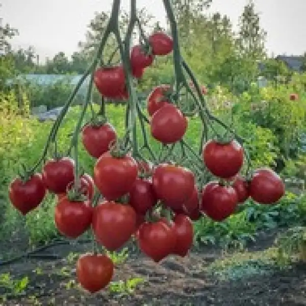 Tomaten: Hybrid 2 Tarasenko