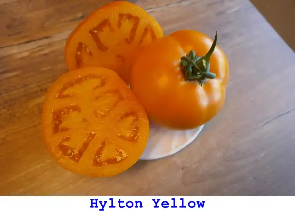 Tomaten: Hylton Yellow