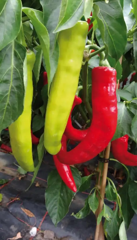 Chili: Hyper