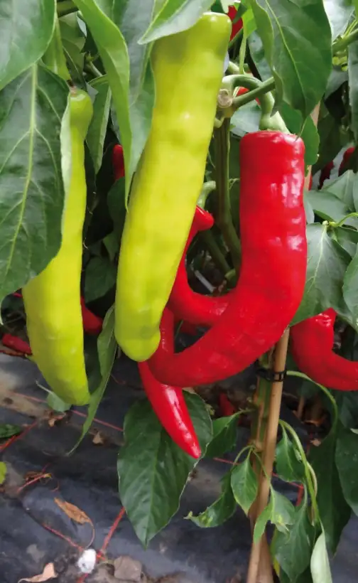 Chili: Hyper Peperoni