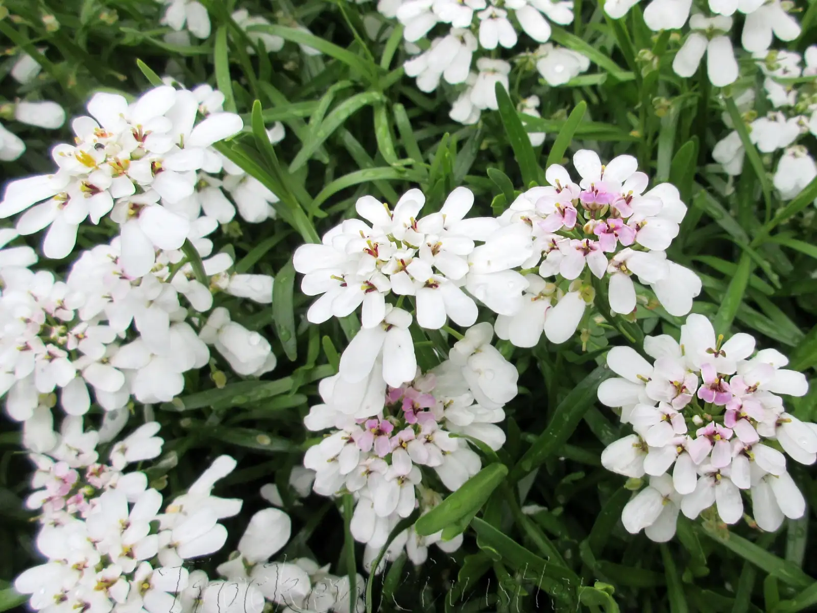 Stauden / Gehölz: Iberis sempervirens ‣ ‣ Immergrüne Schleifenblume ‣ Edging candytuft