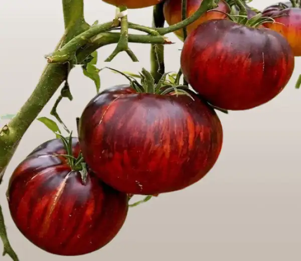 Tomaten: Ibiza Yelena