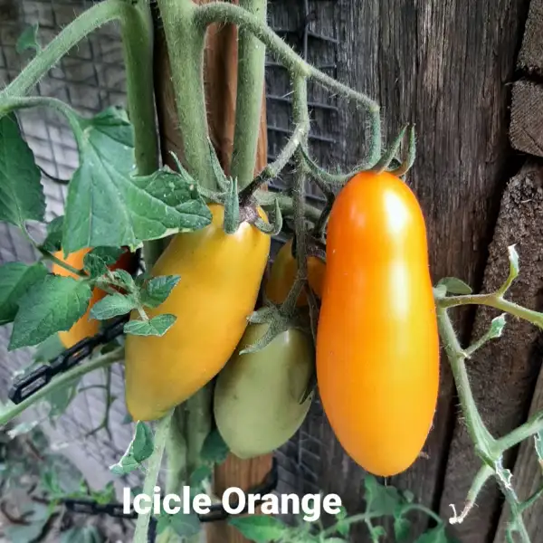 Tomaten: Icicle Orange