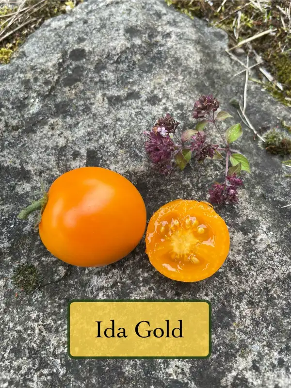 Tomaten: Ida Gold