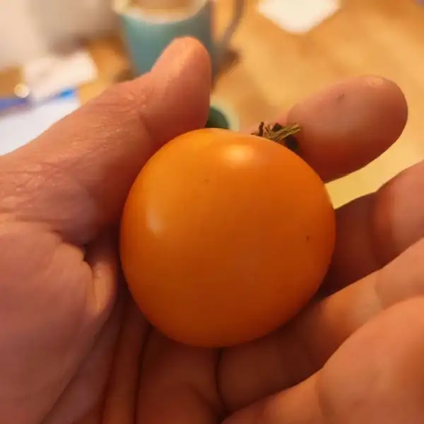 Tomaten: Ida Gold