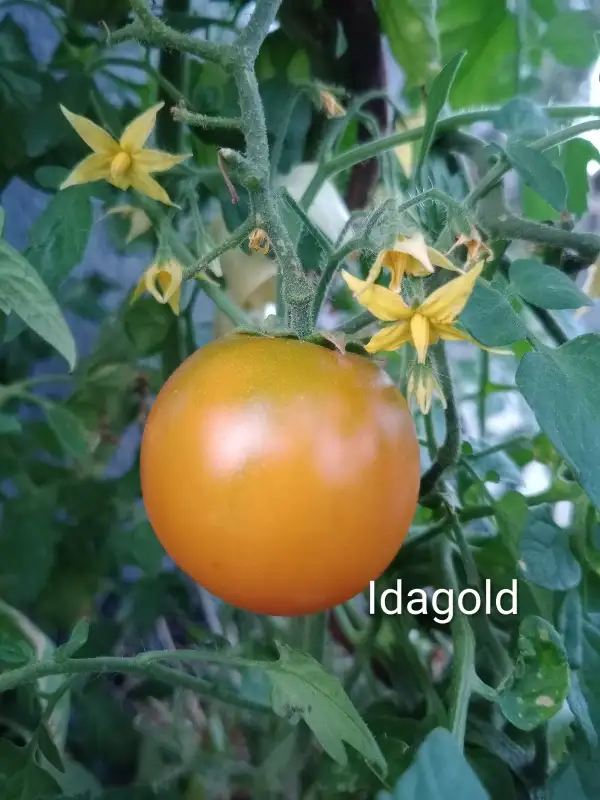 Tomaten: Idagold
