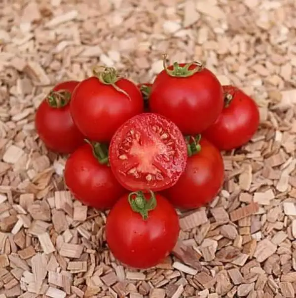 Tomaten: Iditarod Red