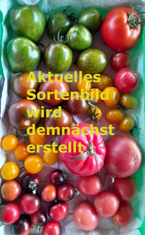 Tomaten: Idyll