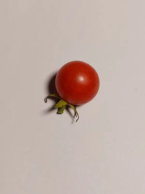 Tomaten: Idyll