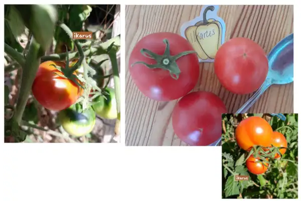 Tomaten: Ikarus