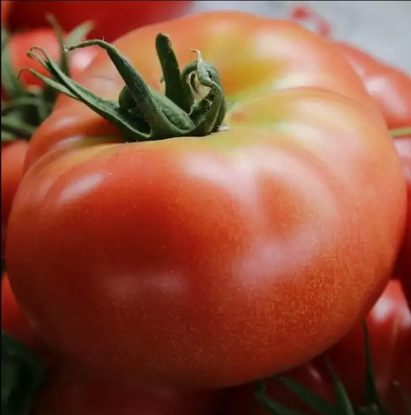 Tomaten: Ikarus Stabtomate