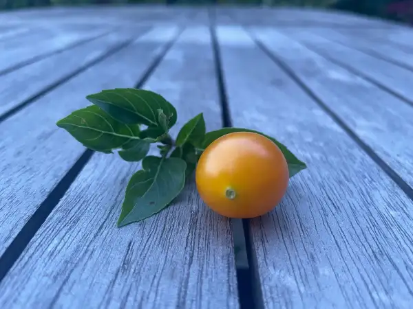 Tomaten: Ildi - Gelbe Multiflora